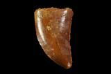 Raptor Tooth - Real Dinosaur Tooth #90105-1